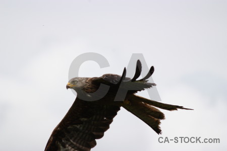 Predator sky flying bird animal.