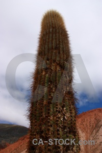 Purmamarca cliff south america salta tour cactus.