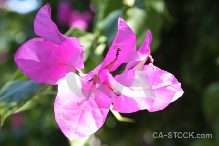 Purple flower plant green pink.