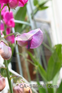 Purple green white pink flower.