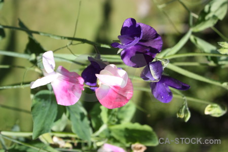 Purple pink plant green flower.