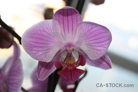 Purple plant orchid white pink.