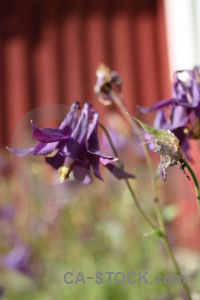 Purple red flower plant green.