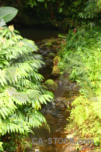 Rainforest tree forest green ground.