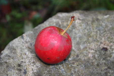 Red apple food pink.