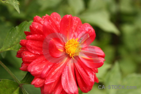 Red flower pink green plant.