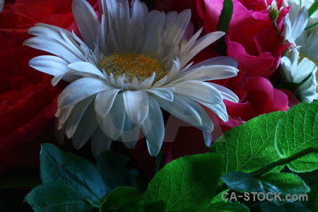 Red green flower bouquet plant.