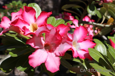 Red green flower pink plant.