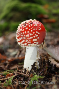 Red green fungus toadstool mushroom.