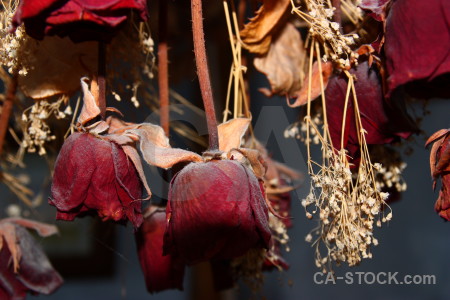 Red rose flower plant dried.