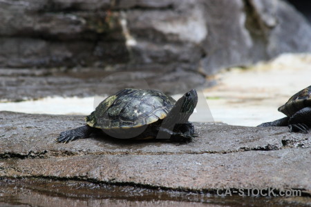 Reptile animal turtle gray.