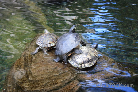 Reptile green turtle animal blue.