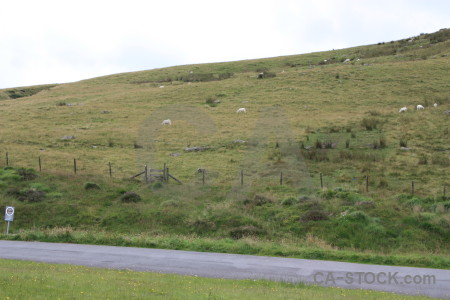 Road field green white landscape.