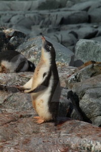 Rock animal antarctic peninsula penguin chick.