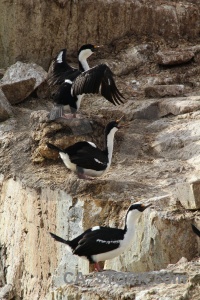 Rock antarctica antarctic peninsula wilhelm archipelago cruise.