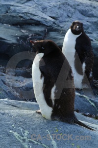 Rock antarctica south pole wilhelm archipelago antarctic peninsula.