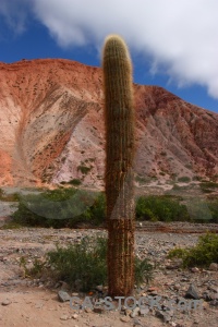 Rock argentina cliff plant mountain.