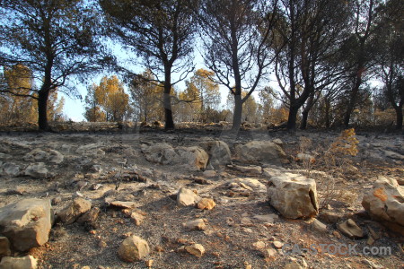 Rock burnt spain tree javea.