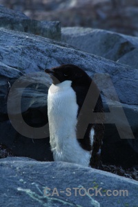 Rock chick antarctica petermann island adelie.