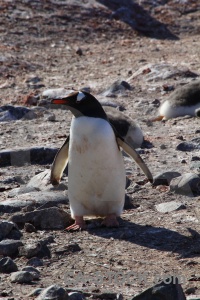 Rock chick south pole antarctica cruise stone.