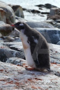 Rock chick wilhelm archipelago gentoo day 8.