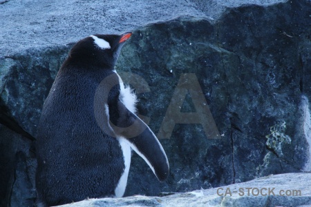 Rock day 8 petermann island antarctic peninsula south pole.