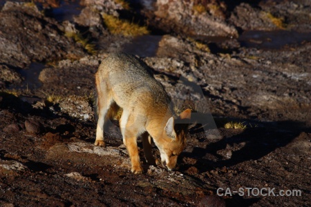 Rock el tatio chile atacama desert fox.