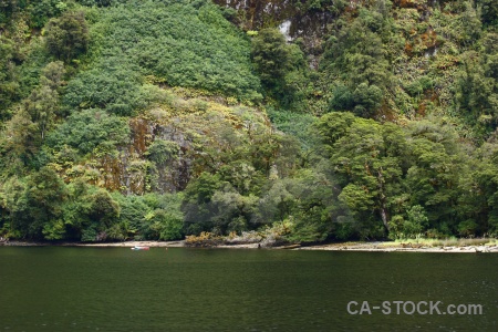 Rock new zealand sound tree fiord.