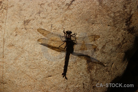 Rock new zealand south island insect stone.