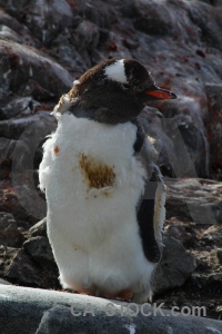 Rock penguin south pole antarctic peninsula animal.