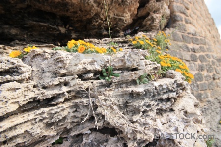 Rock plant javea sky flower.