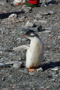 Rock south pole animal antarctic peninsula petermann island.