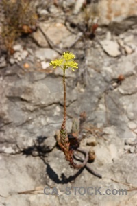 Rock spain javea plant europe.