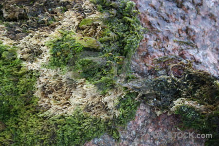 Rock stone texture green.