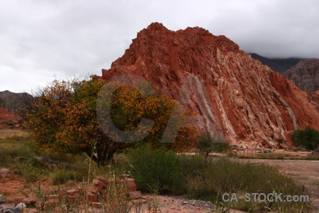 Rock tree mountain cerro de los siete colores purmamarca.