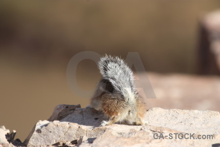 Rodent animal squirrel.