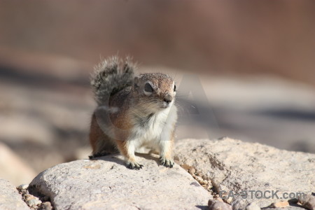 Rodent squirrel animal.