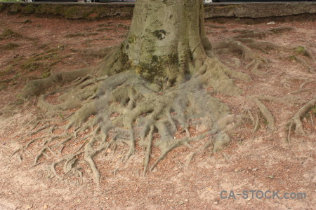 Root tree.