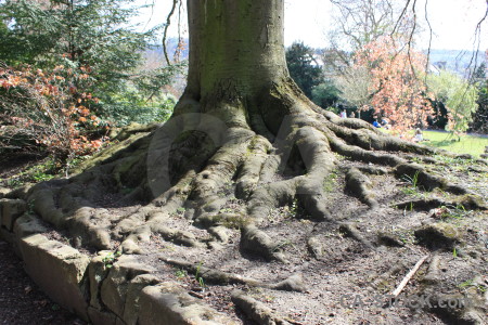 Root tree green white.