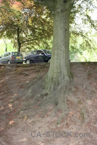 Root vehicle tree green car.