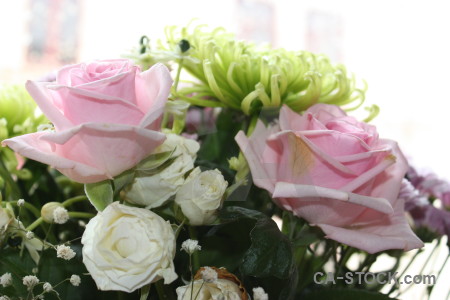 Rose bouquet green white plant.