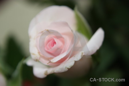 Rose flower green plant.
