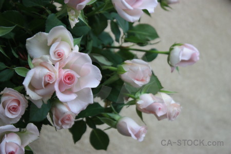Rose green plant gray flower.