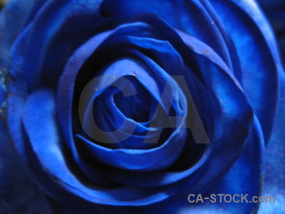 Rose plant blue flower.
