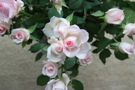 Rose plant flower green.