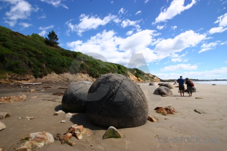 Round sand spherical south island tree.