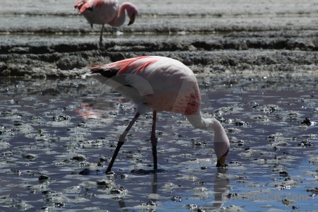 Salt andes mud altitude animal.