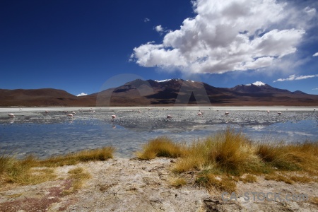 Salt lake south america animal bird bolivia.