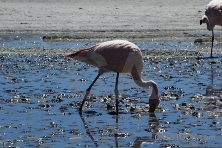 Salt mud bird reflection altitude.