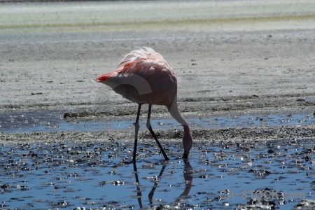 Salt south america water mud bolivia.